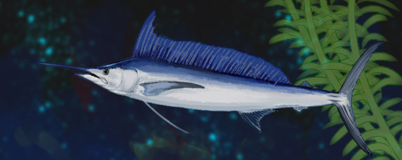 What kind of fish is a sailfish? Is it a marine fish?