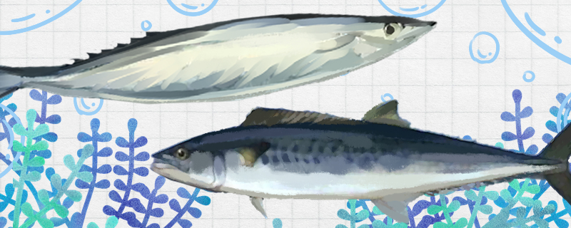 秋刀鱼和鲅鱼是同一种鱼吗，有什么区别