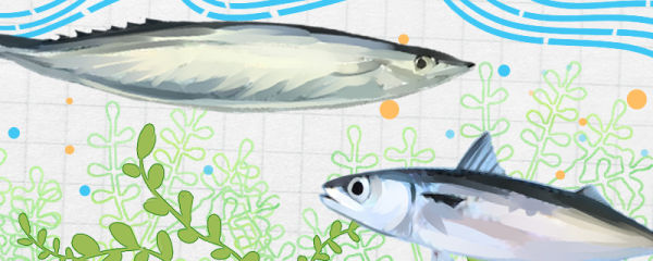 秋刀鱼和青花鱼是同一种鱼吗，有什么区别