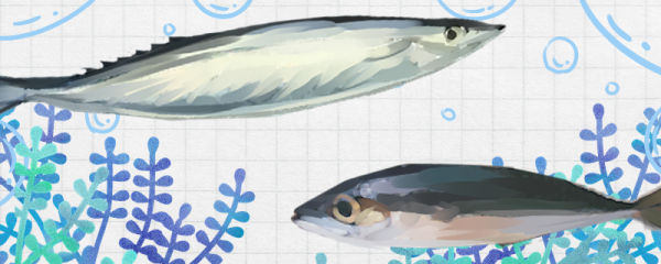 秋刀鱼和青占鱼是同一种鱼吗，有什么区别