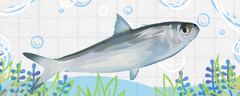 What do sardines eat and how do they hunt?