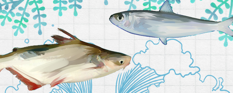 沙丁鱼和巴沙鱼是同一种鱼吗，有什么区别