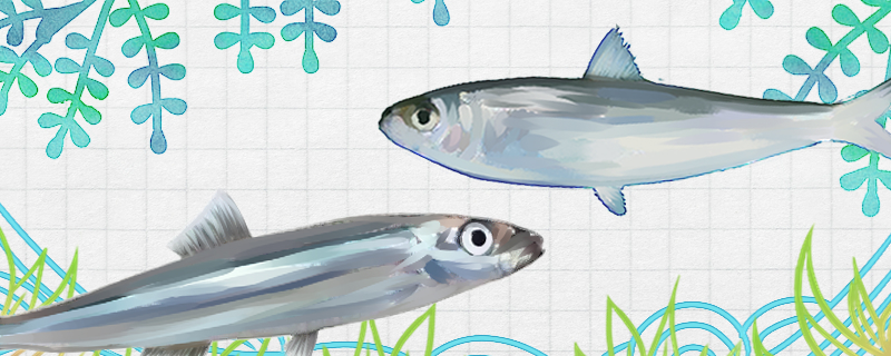 イワシとニシンは同じ魚なのか、何か違いが