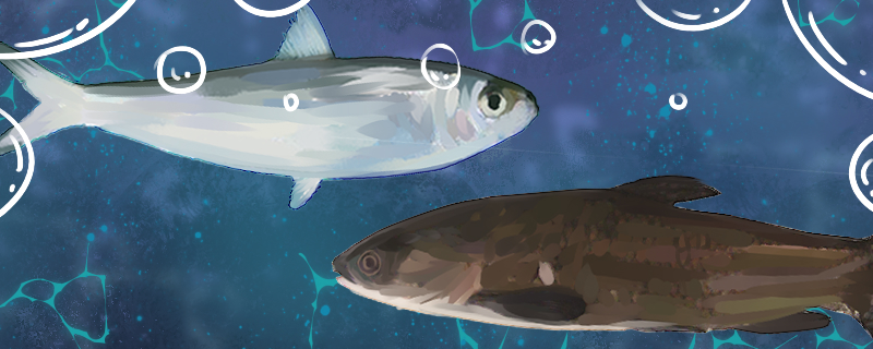 沙丁鱼和青鱼是同一种鱼吗，有什么区别