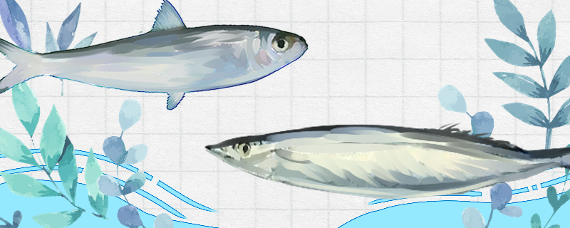 沙丁鱼和秋刀鱼是同一种鱼吗，有什么区别