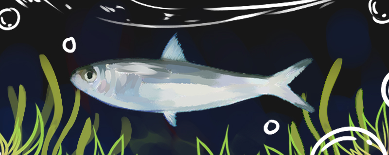 沙丁鱼是海鱼还是河鱼，能在河里养吗