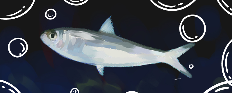 沙丁鱼是海鱼吗在淡水中能活吗 龙鱼芯片扫码器