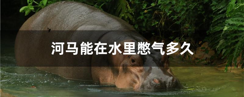 河马能在水里憋气多久