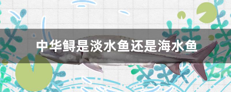 中华鲟是淡水鱼还是海水鱼