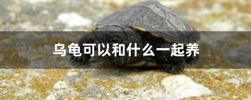 烏龜可以和什么一起養(yǎng) 肺魚