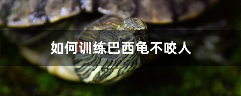 如何训练巴西龟不咬人 鱼缸等水族设备