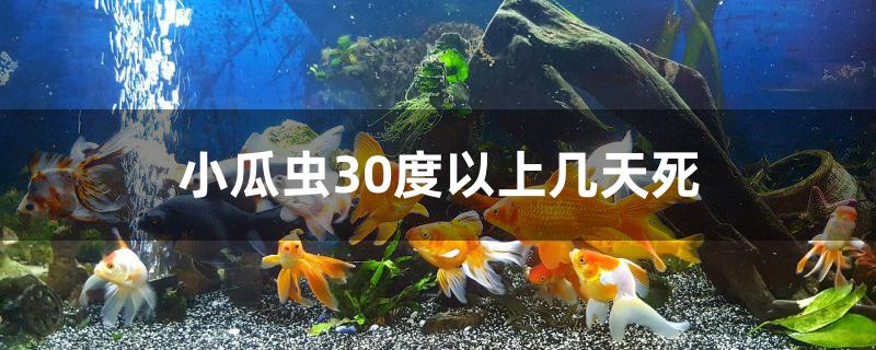 小瓜蟲30度以上幾天死