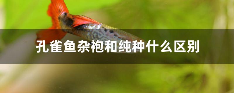孔雀鱼杂袍和纯种什么区别