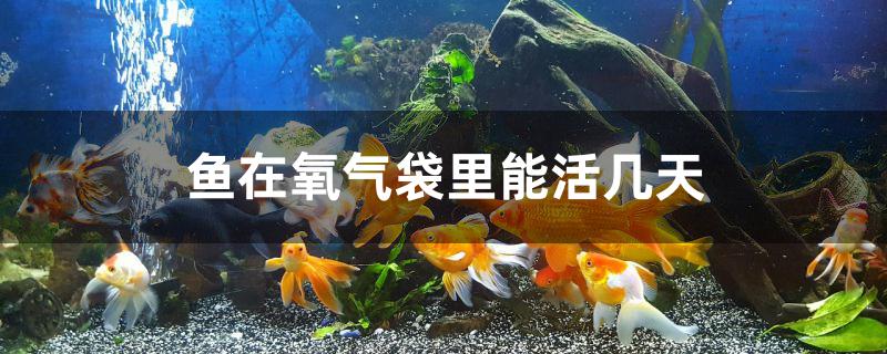 魚在氧氣袋里能活幾天 福魟魟魚