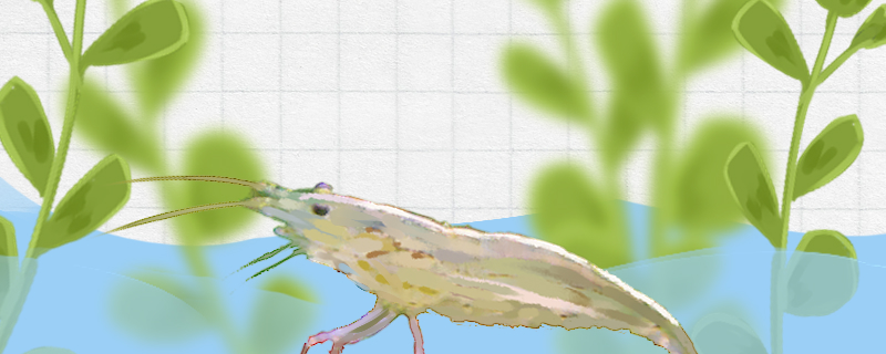 大和藻虾吃什么藻，能吃丝藻吗