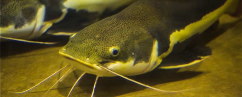 How big can catfish grow and how big can they reproduce?
