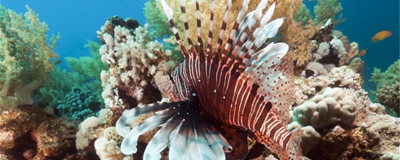 Does the lionfish have a natural enemy? What kind of fish is the natural enemy?