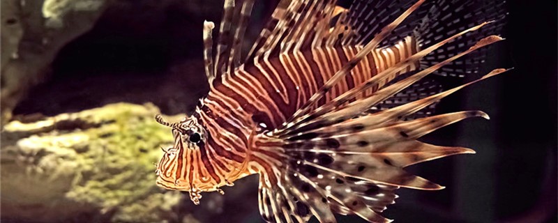 Lionfish can be mixed with what fish, and clownfish can be raised together?