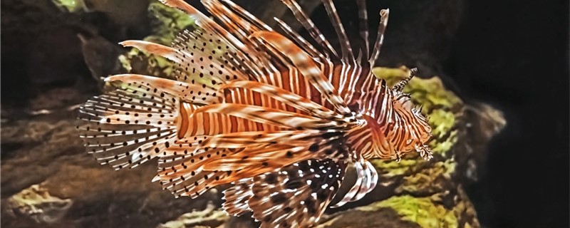 How poisonous is the lionfish? Where is the poison?