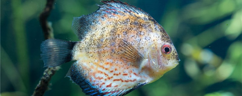 What reason is 7 colour angelfish gets white dot disease, how to treat?