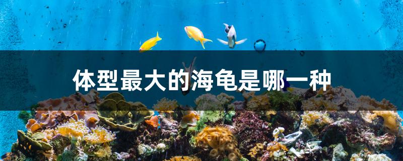 體型最大的海龜是哪一種 沖氧泵