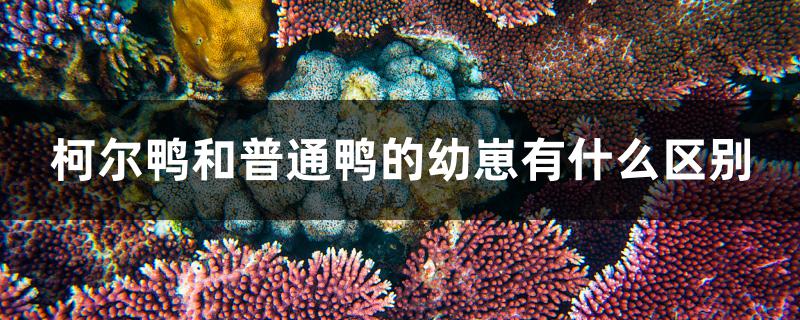 柯尔鸭和普通鸭的幼崽有什么区别