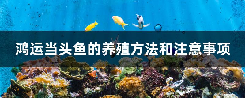 鸿运当头鱼的养殖方法和注意事项