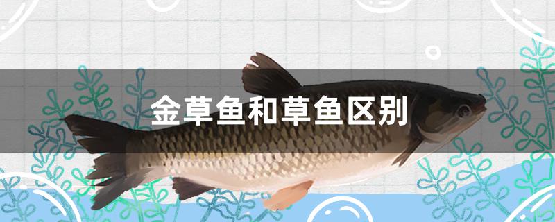 金草鱼和草鱼区别是什么