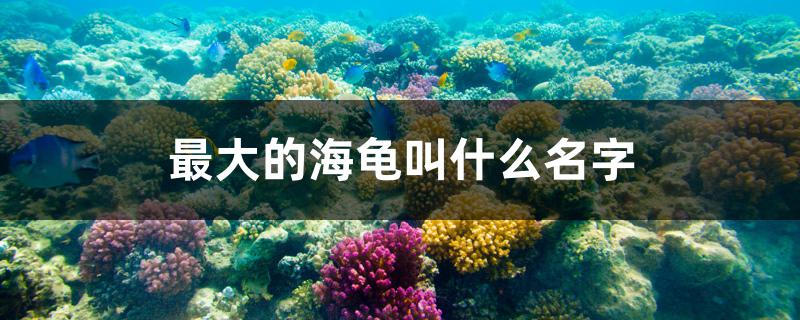 最大的海龜叫什么名字 烏龜