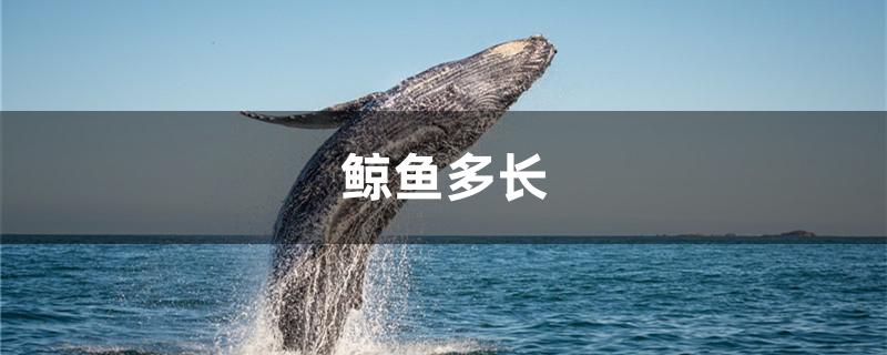 鲸鱼多长