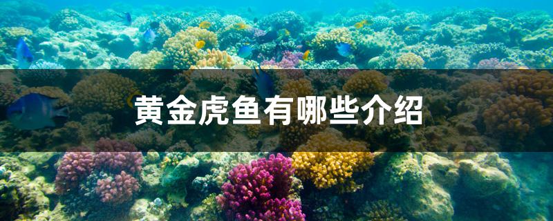 黄金虎鱼有哪些介绍