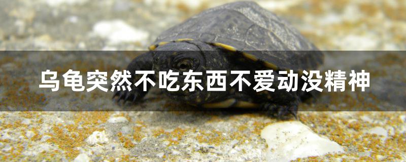 烏龜不吃東西不愛動沒精神怎么辦