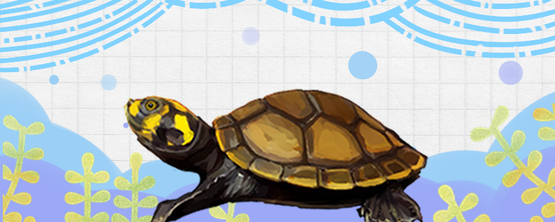 Is the side neck turtle good to raise, how to raise?