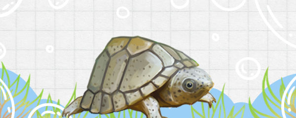 Is Star Point Pearl shrimp good to raise, how to raise? - Better For Fish