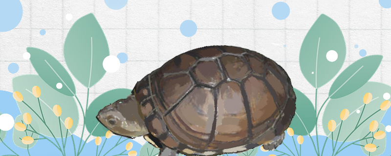 东非侧颈龟的饲养方法是什么，饲养时有什么需要注意的