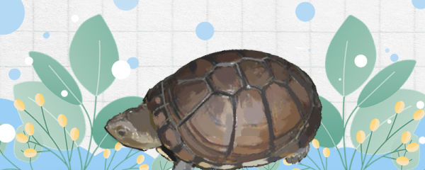 东非侧颈龟是深水龟吗，水深多少合适