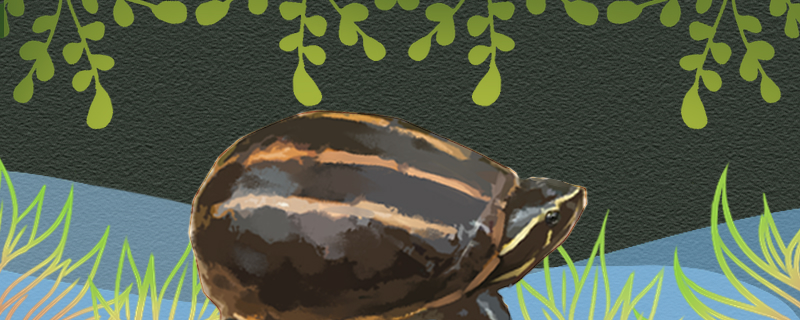 Is Fruit core mud tortoise good raise, how to raise?