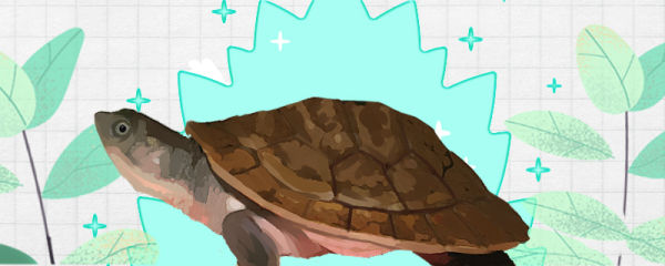 红腹短颈龟好养吗，怎么养