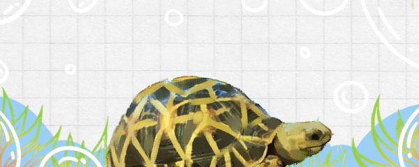 缅甸星龟能长多大，多大可以繁殖