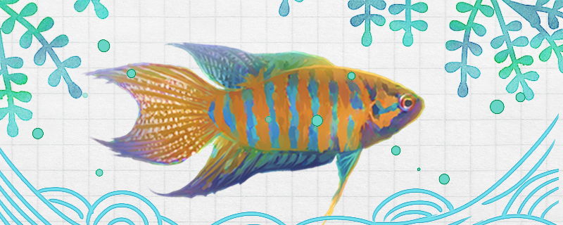 菩薩魚の寿命はどのくらいで、どれだけ大きくなるか