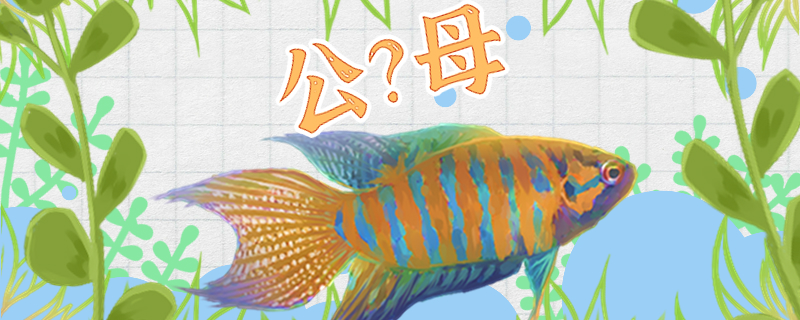 菩薩魚はどのように公母を分けて、公母は一緒に飼うことができますか？