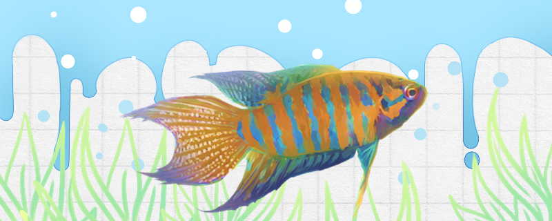 叉尾斗魚の寿命はどれぐらいですか？どれぐらい長くなりますか？