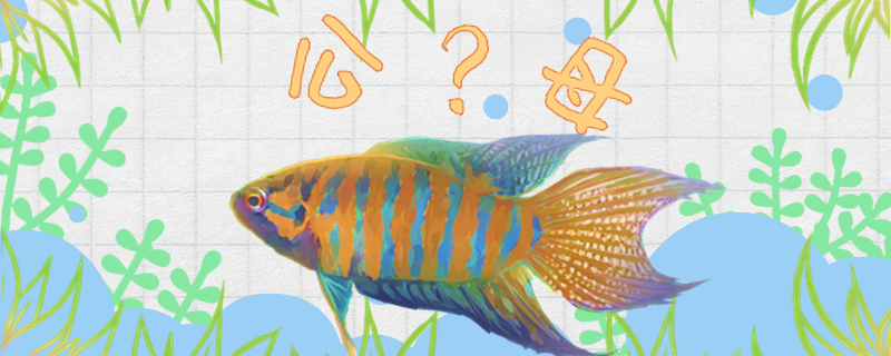 叉尾斗魚はどのように雄母を分けて、雄母は一緒に飼うことができますか？