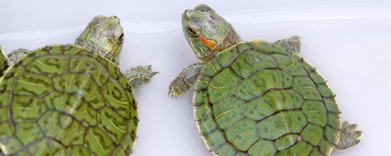 Do terrapins need to be sunned? What are the benefits of sunning your back?