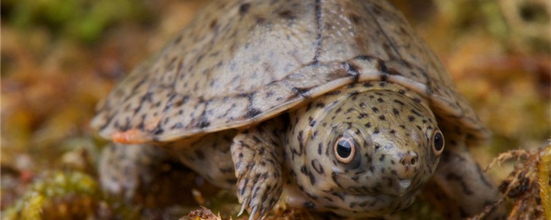 Is it easy to raise a half water turtle? How to raise a half water turtle?