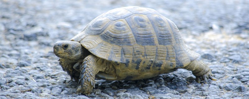 Will the little turtle of 5 yuan grow up? What kind of turtle is sold on the str