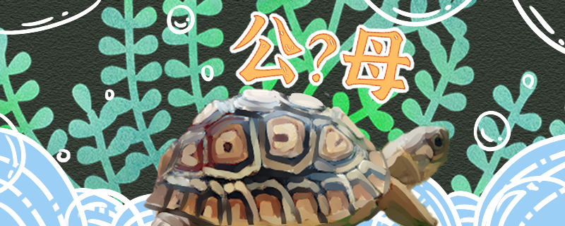 豹纹陆龟怎么分公母公母能一起养吗 乌龟