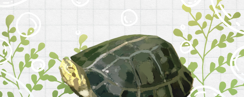 黄头庙龟寿命有多长，能长到多大