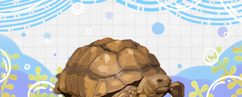 苏卡塔尔龟寿命多长时间，多大可以繁殖