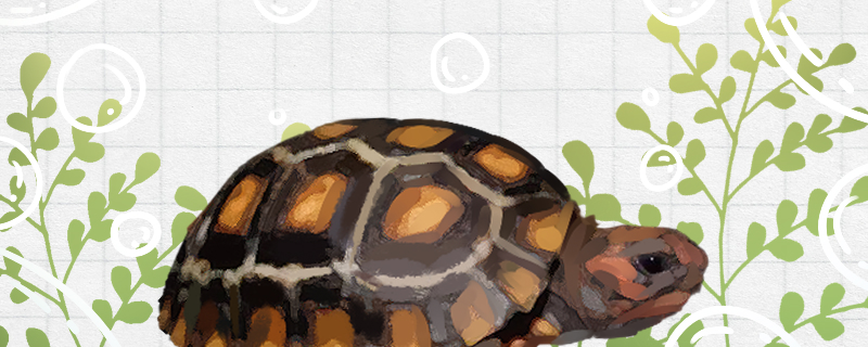 Is Cherry red leg tortoise good to raise, how to raise?